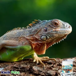 Zoo Med Repti Calcium without Vitamin D3 Reptile Supplement 3-oz