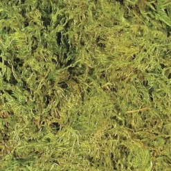 Zoo Med Terrarium Moss Substrate Green Medium 10 gal